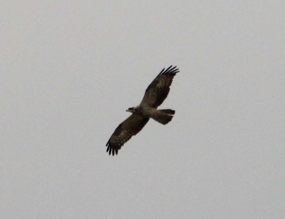Image of Barred honey buzzard