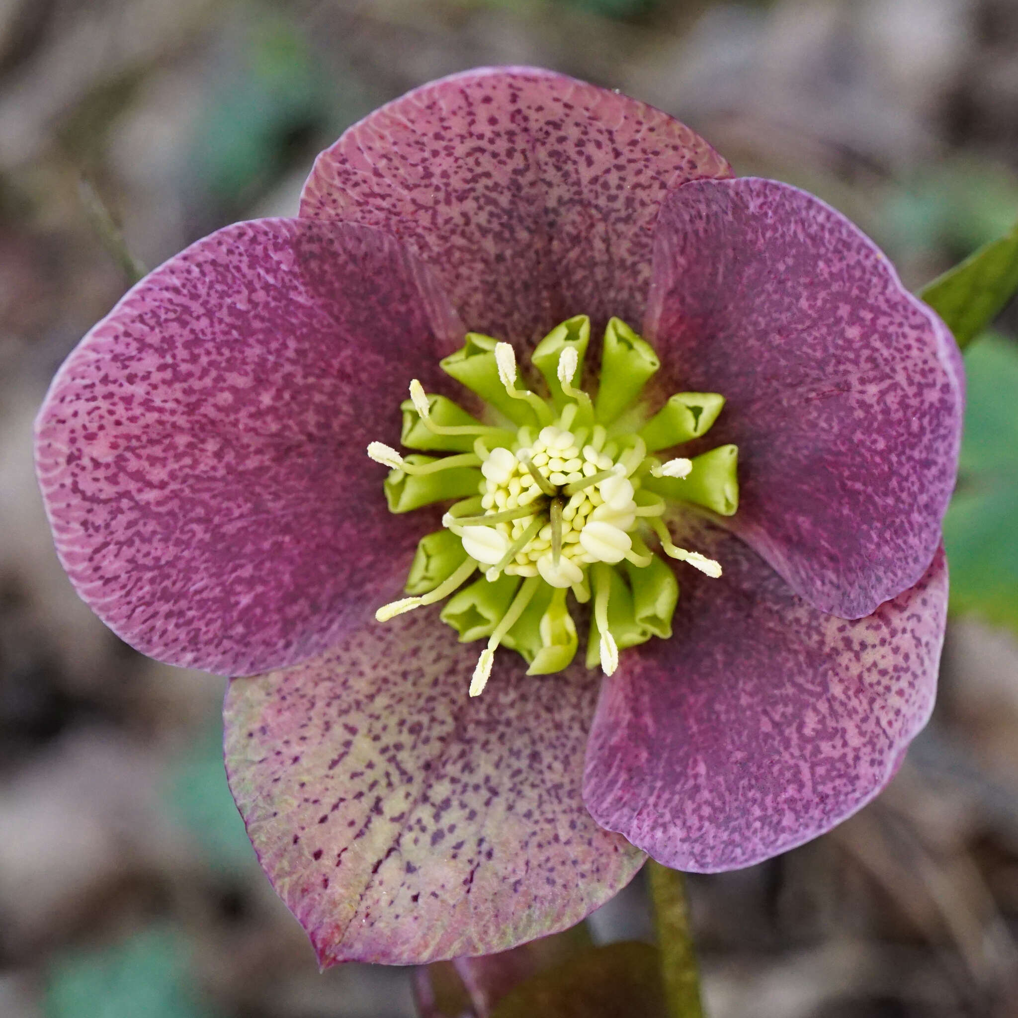 Image of Helleborus × hybridus H. Vilm.