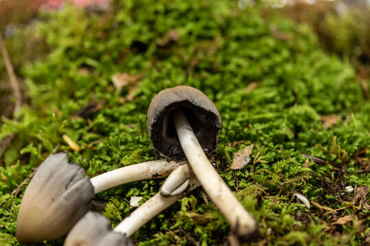 Coprinopsis pinguispora (Bogart) Redhead, Vilgalys & Moncalvo 2001的圖片