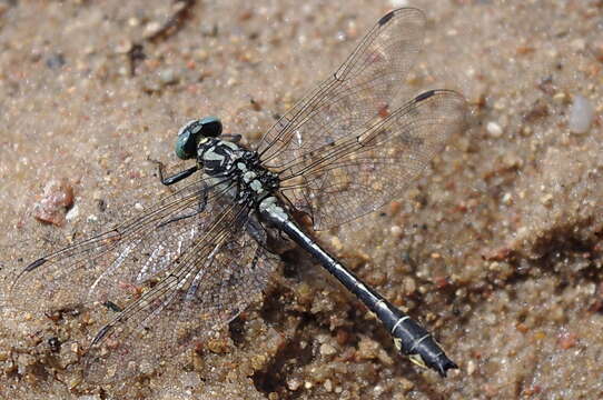 Image of Club-tailed Dragonfly