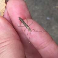 Image of Paraplesius vulgaris (Hsiao 1964)