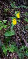 Image of Calceolaria crenatiflora Cav.