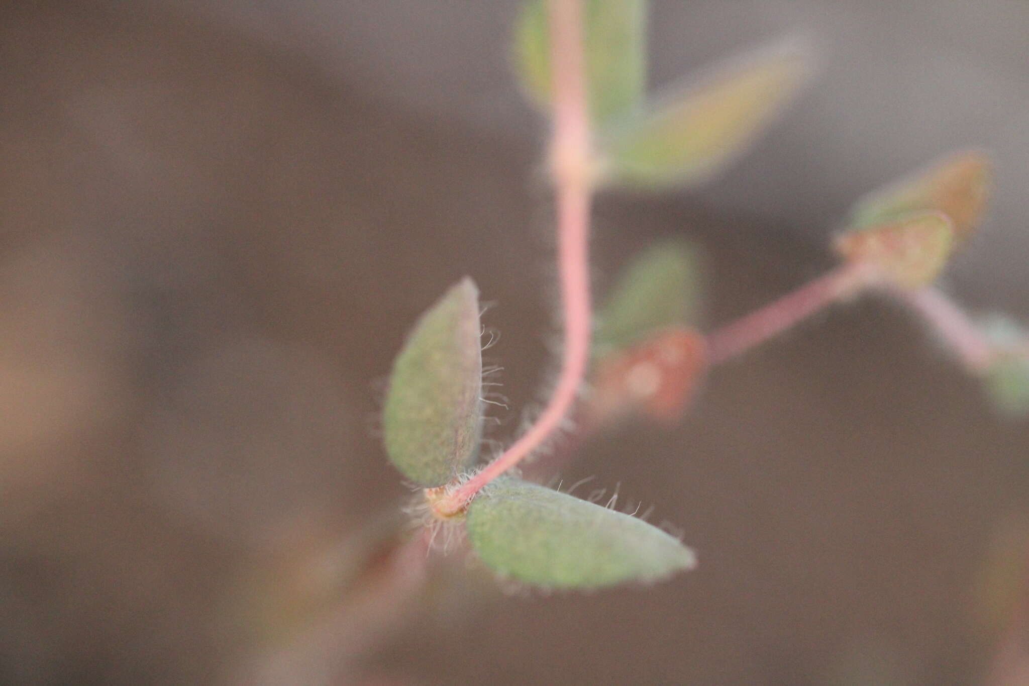 صورة Euphorbia villifera Scheele