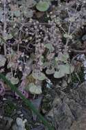 Image of Crassula cordata Thunb.