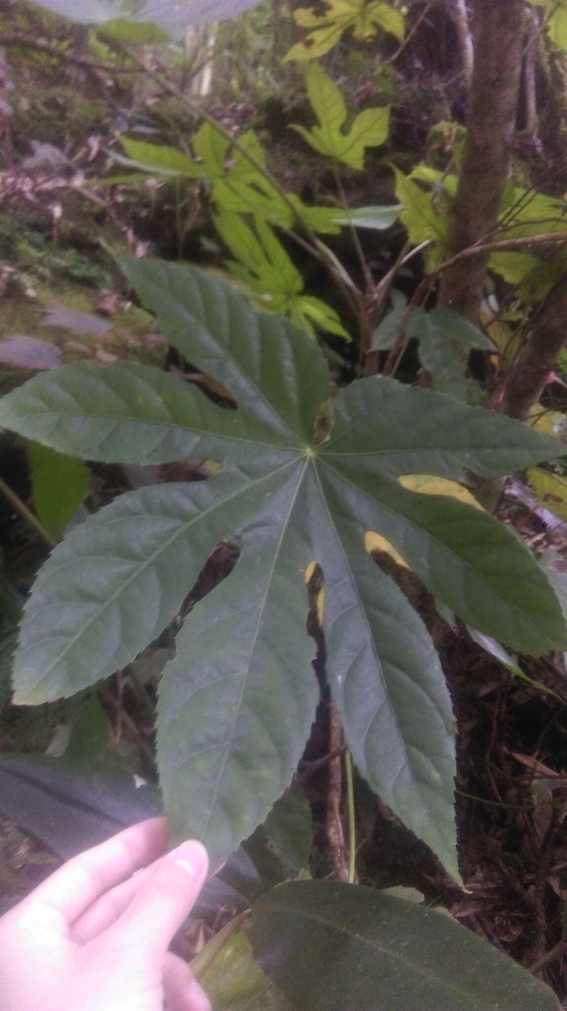 Image of Fatsia polycarpa Hayata