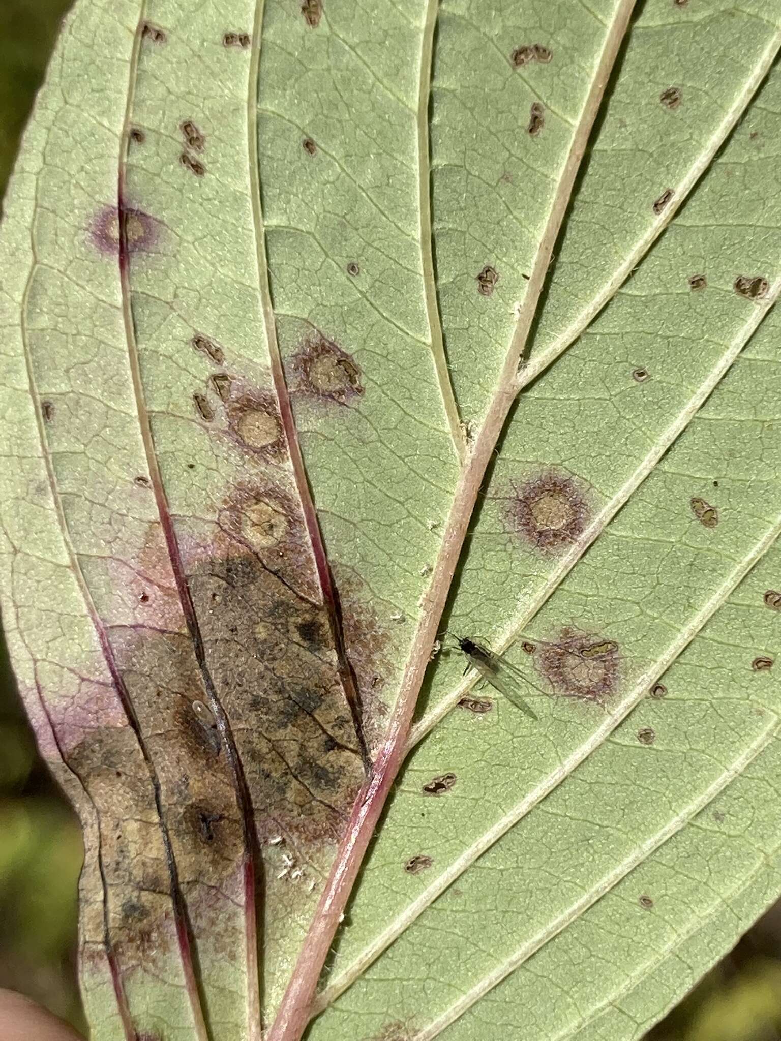 Image of Sphaerulina cornicola (DC.) Verkley, Quaedvl. & Crous 2013