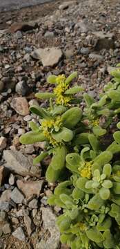 Image of Tetragonia maritima Barn.