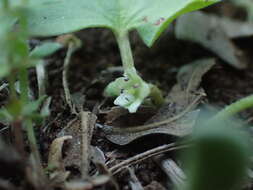 Imagem de Dichondra recurvata Tharp & M. C. Johnston