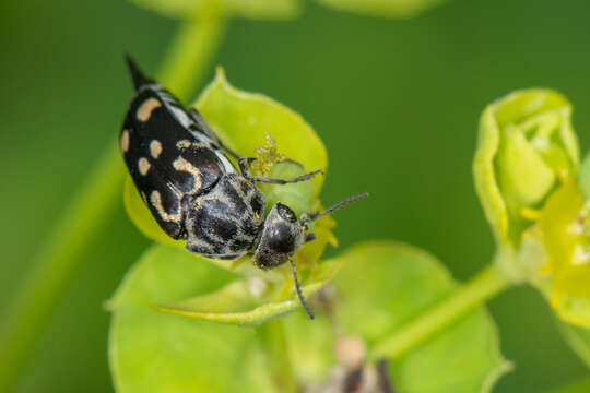 Image of Hoshihananomia octopunctata (Fabricius 1775)