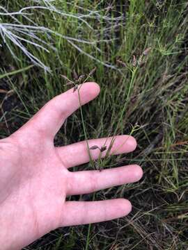 Image of Short-Beak Beak Sedge