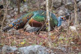 Imagem de Meleagris ocellata Cuvier 1820