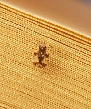 Image of azalea lace bug