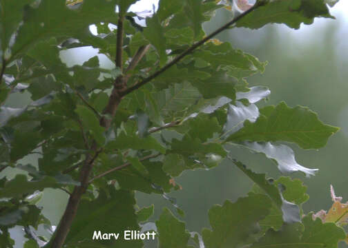 Image of Swamp White Oak