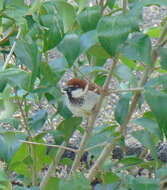 Image of Italian Sparrow