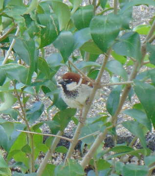 Image of Italian Sparrow