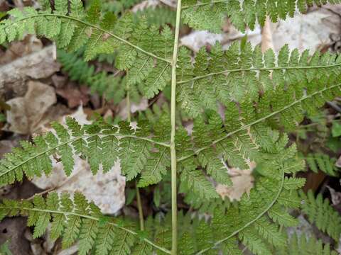 Image de Dryopteris triploidea Wherry