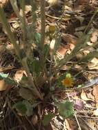 Image of New Mexico groundsel