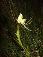 Image of Habenaria gourlieana Gillies ex Lindl.