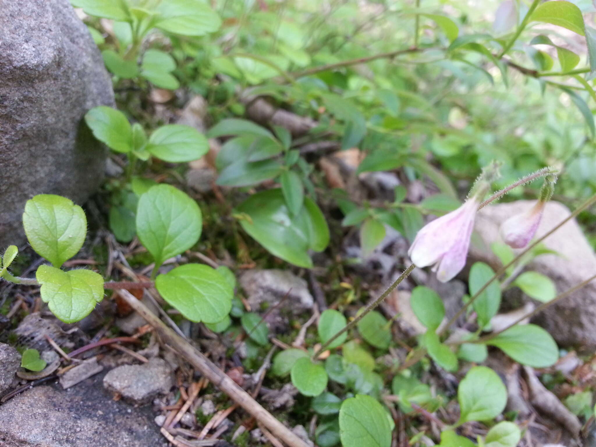 Image of Linnaea borealis L.