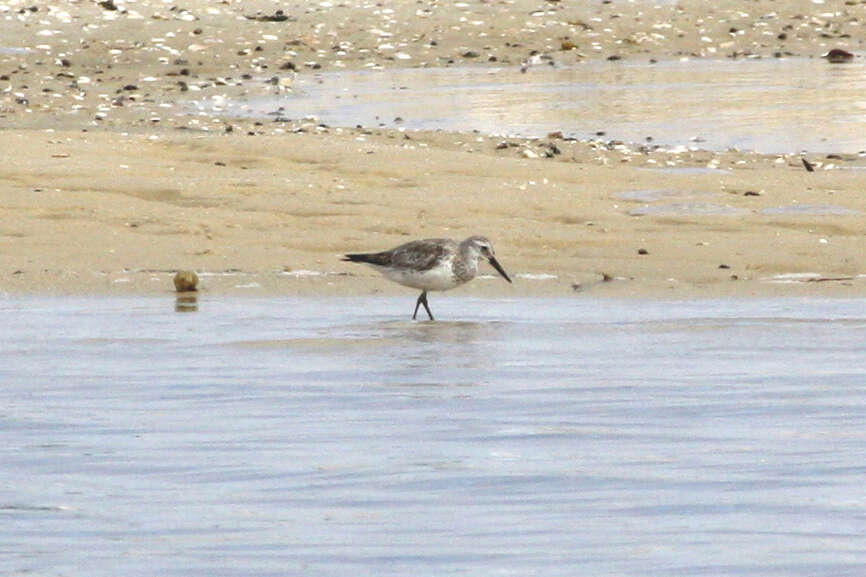 Image of Great Knot