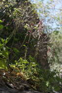 Image of Kern County larkspur