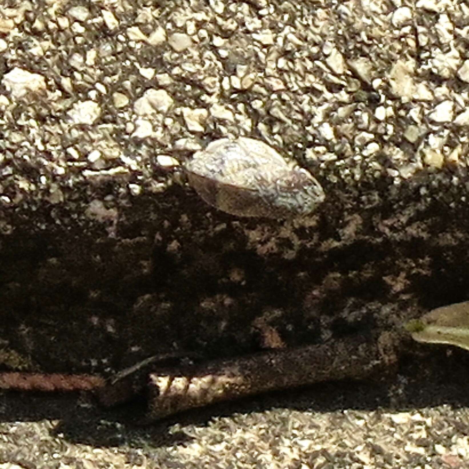 Image of Diamondback Spittlebug