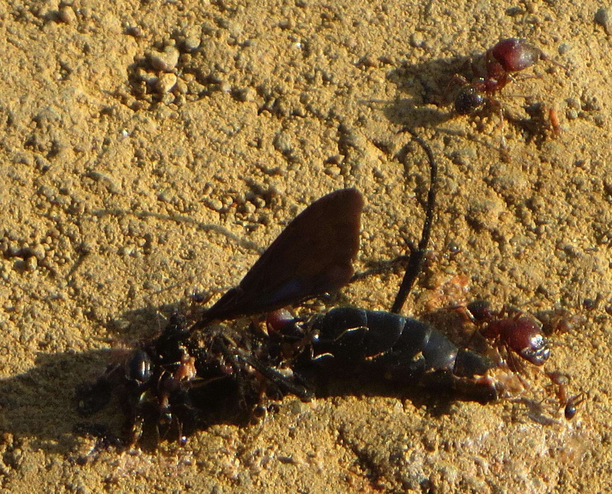 Image of Pheidole akermani Arnold 1920