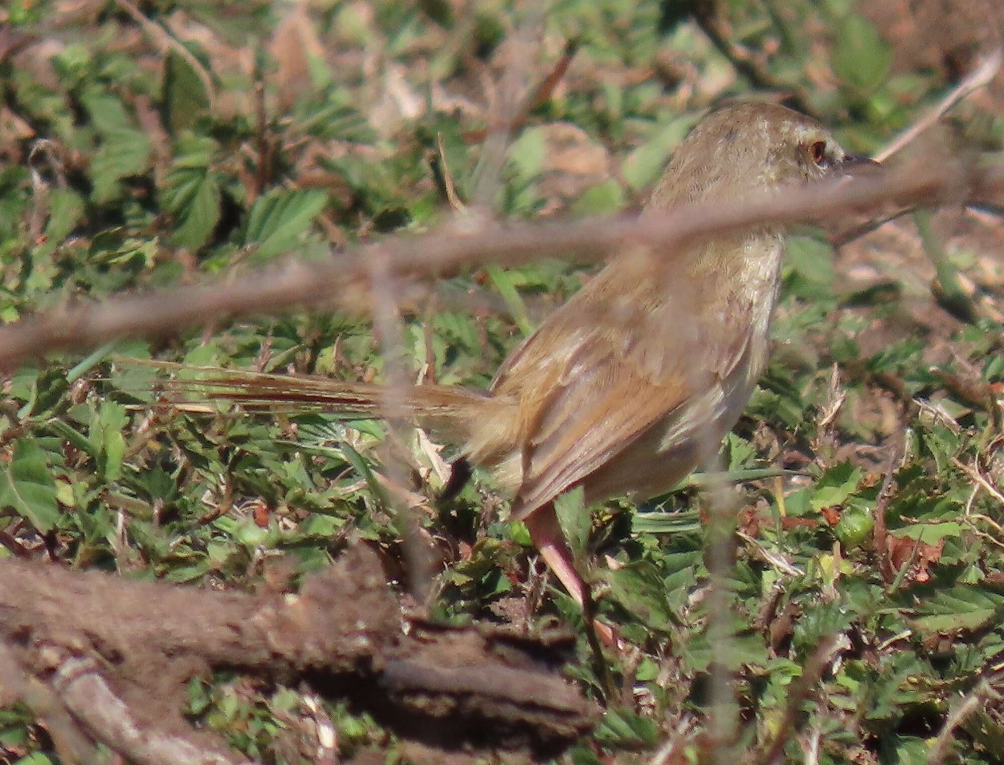 Image of Prinia subflava affinis (Smith & A 1843)