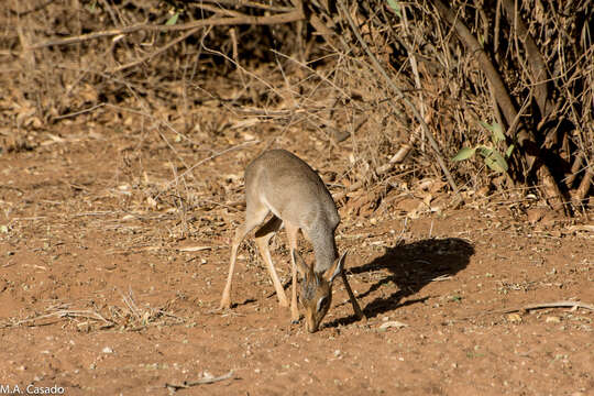 Image of Kirk's Dik-dik