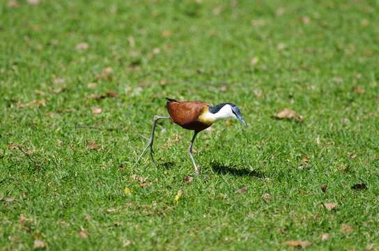 Imagem de Actophilornis Oberholser 1925