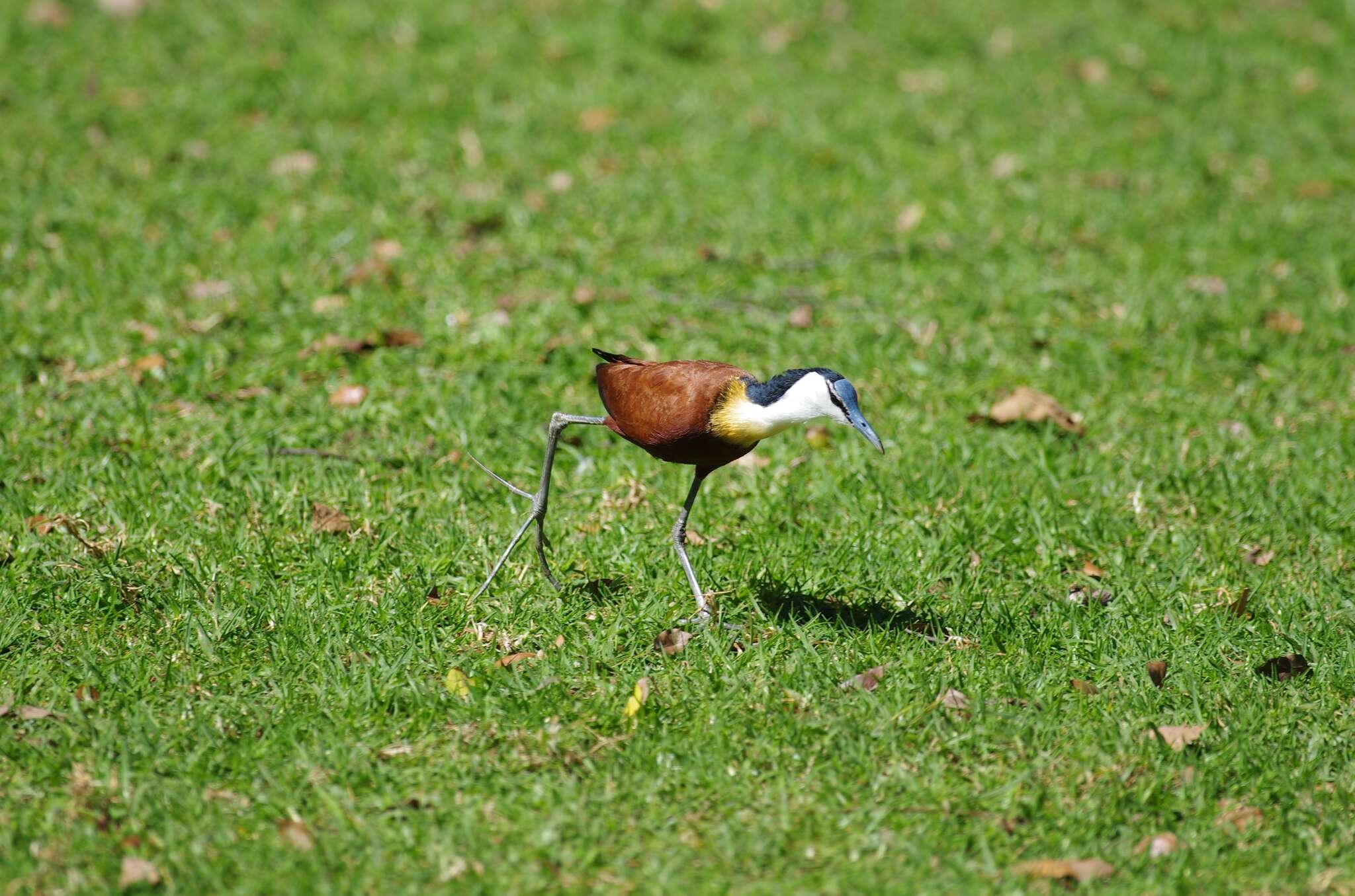 Image of Actophilornis Oberholser 1925