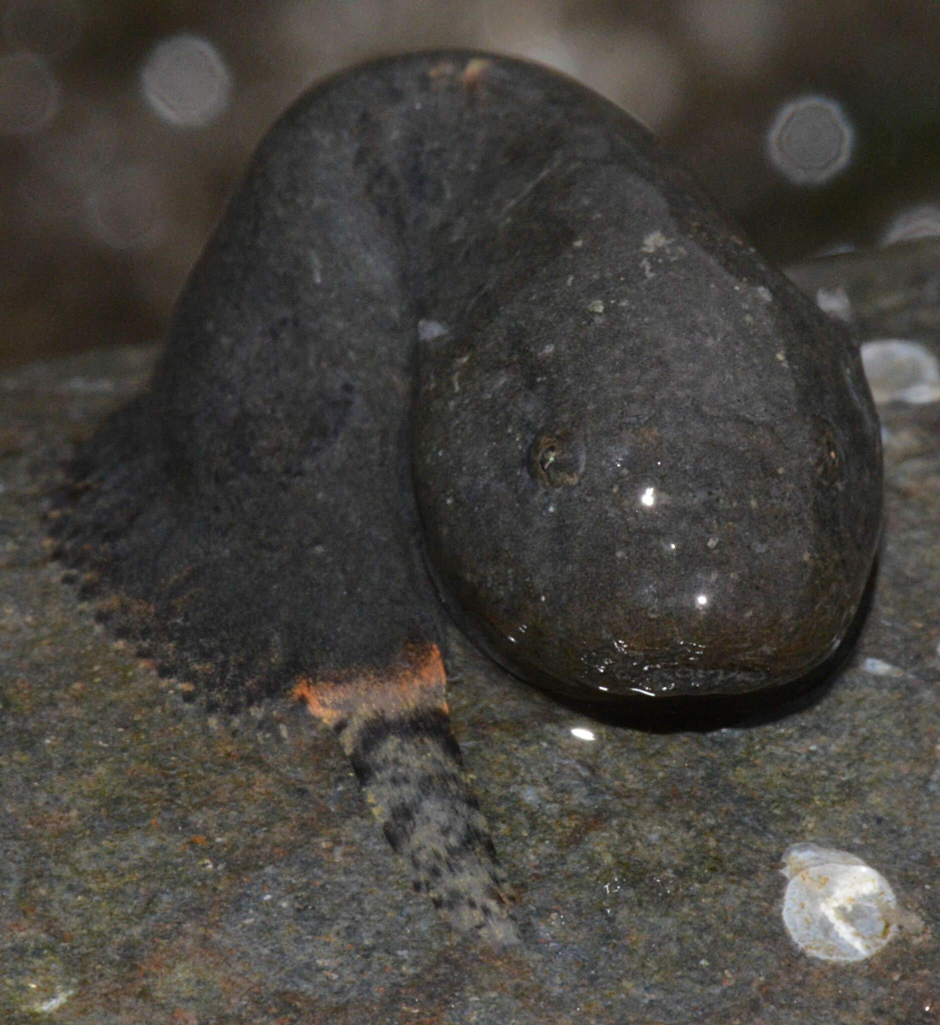 Image of Ring-tailed liparid