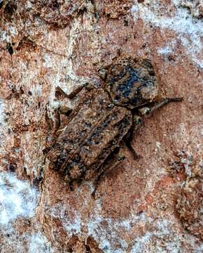 Image of Eastern Ironclad Beetle