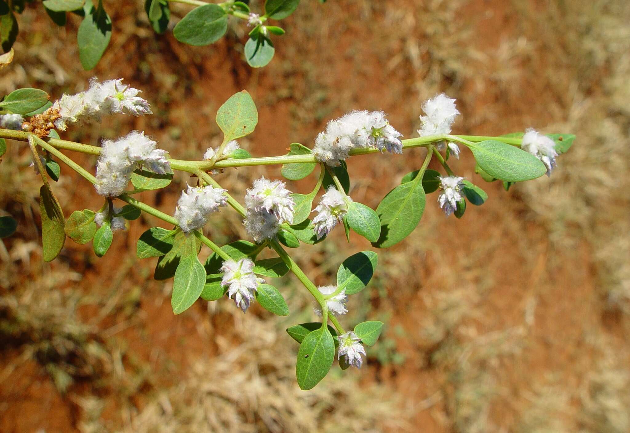 <i>Ptilotus murrayi</i>的圖片