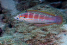 Image of Spot-tail wrasse