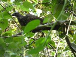 Image of Bearded Guan