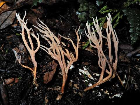 Image de Lentaria boletosporioides R. H. Petersen 2000