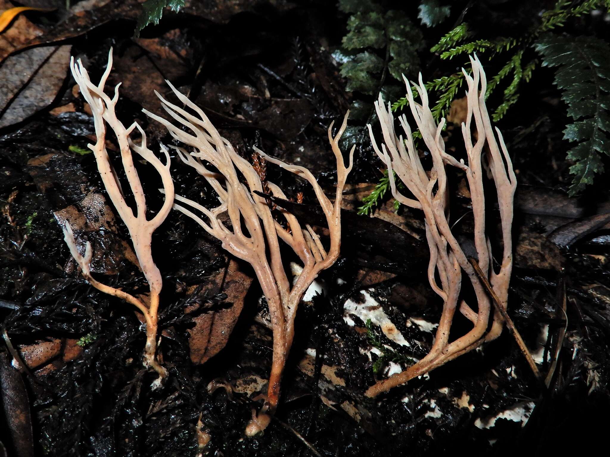 Lentaria boletosporioides R. H. Petersen 2000 resmi