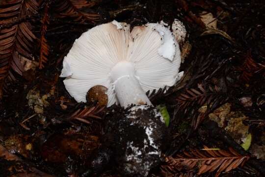 Image of Amanita novinupta Tulloss & J. Lindgr. 1994