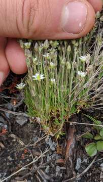 Image of Boreal Stitchwort