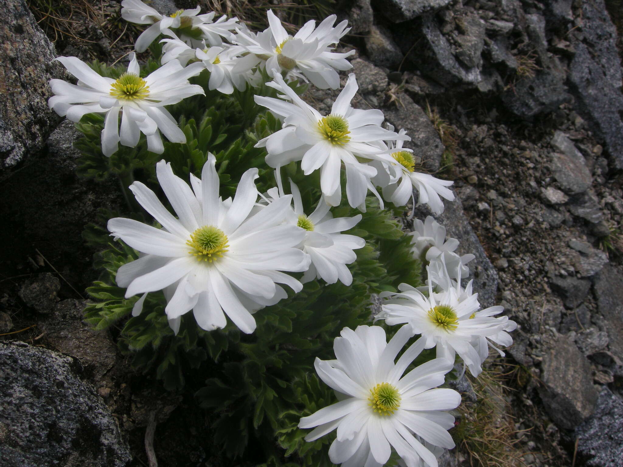 Слика од Ranunculus buchananii Hook. fil.