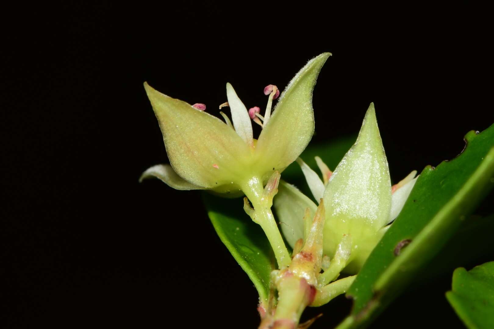 Image of Anodopetalum