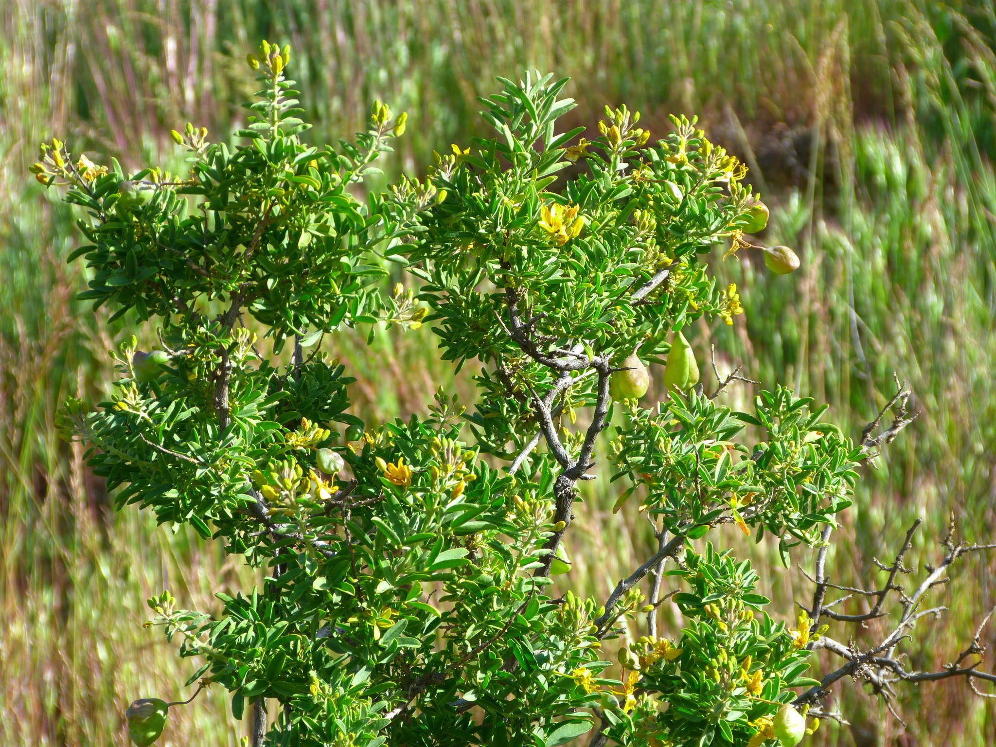 Image of Cleomella arborea var. globosa (Coville) J. C. Hall & Roalson