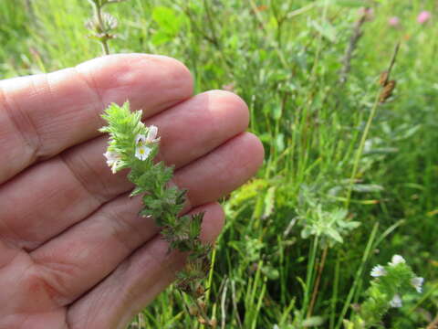 Imagem de Euphrasia hirtella Jordan ex Reuter