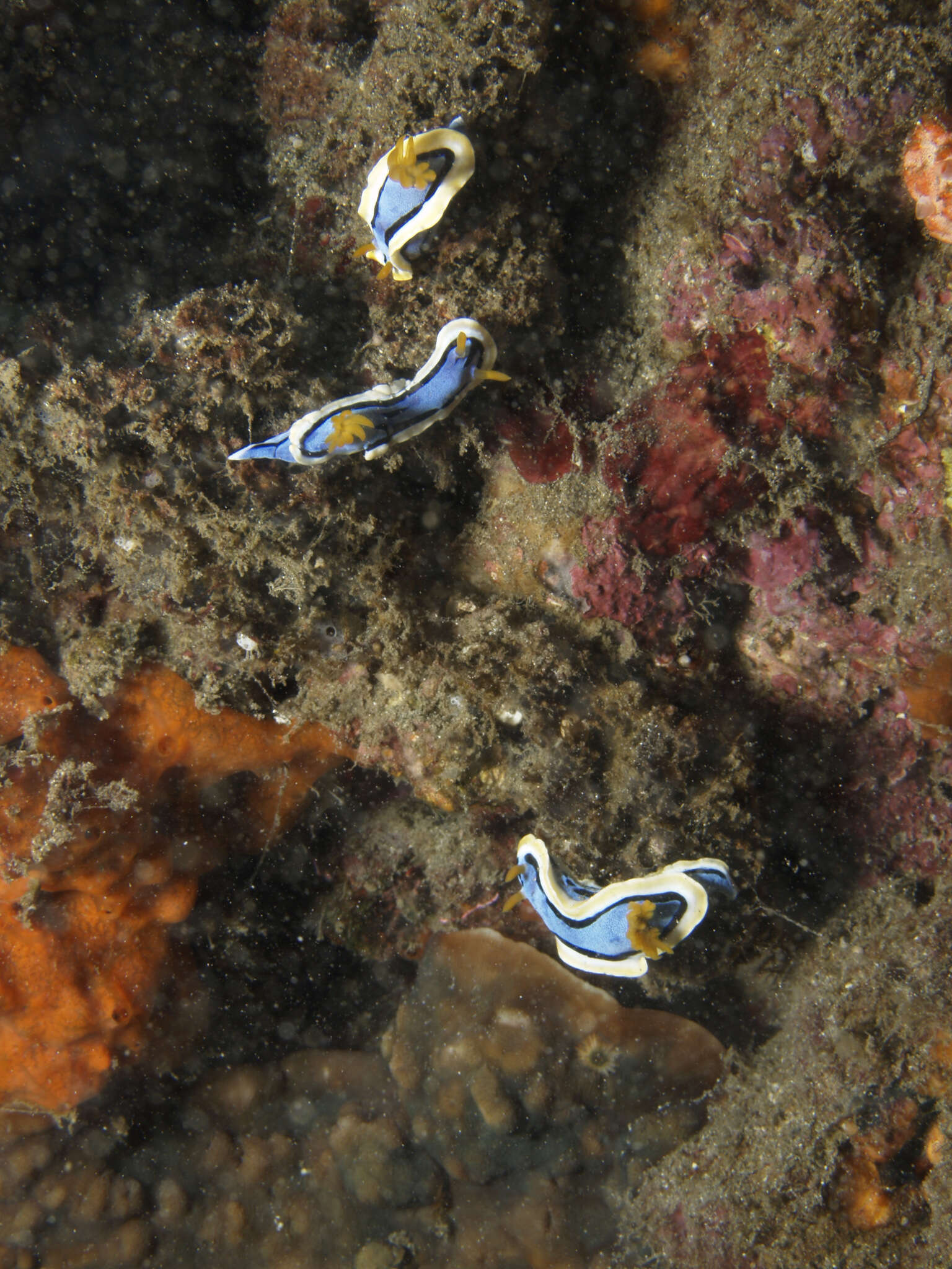 Image of Chromodoris annae Bergh 1877