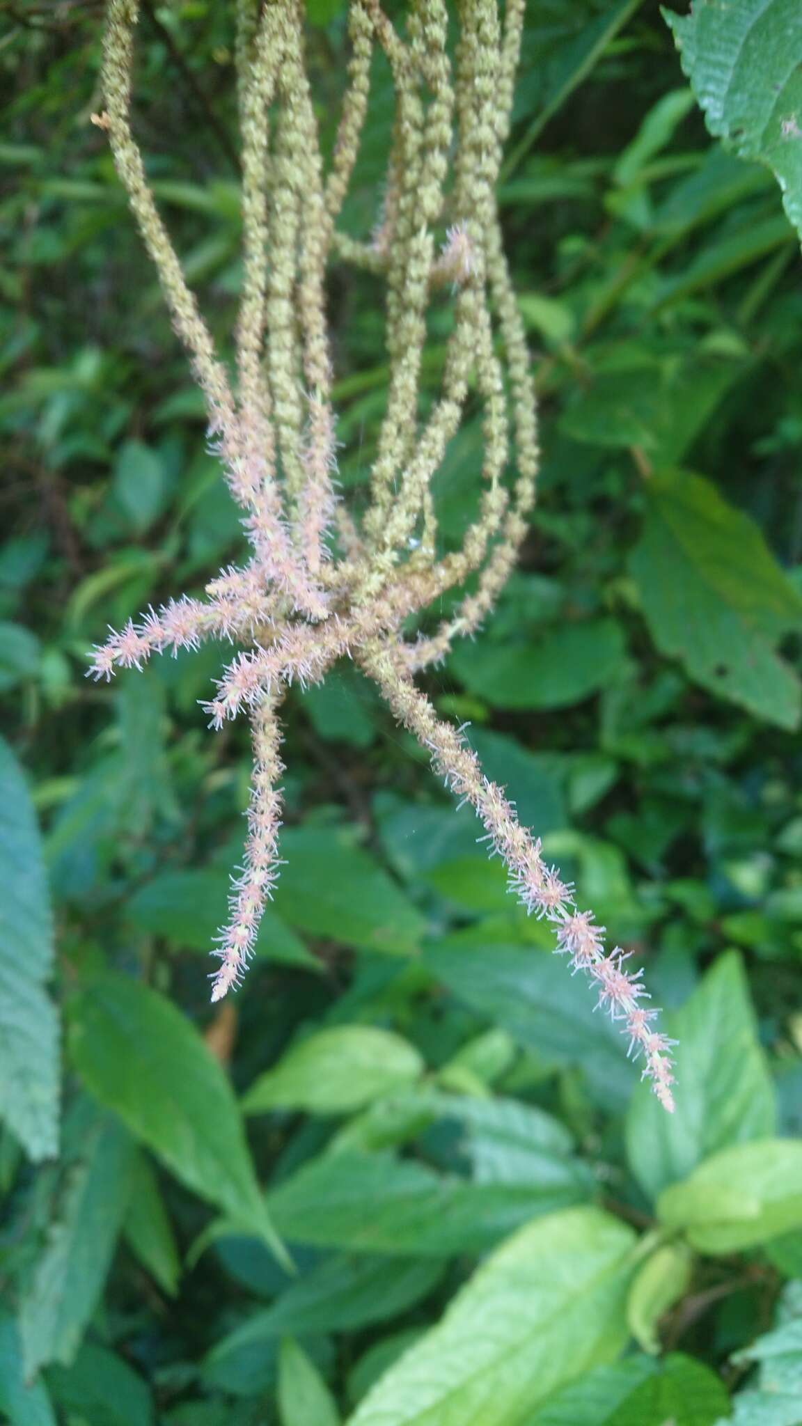 Image of Boehmeria zollingeriana var. podocarpa (W. T. Wang) W. T. Wang & C. J. Chen