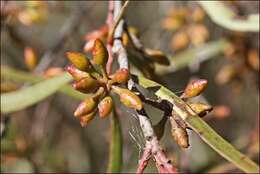 Image of Green mallee