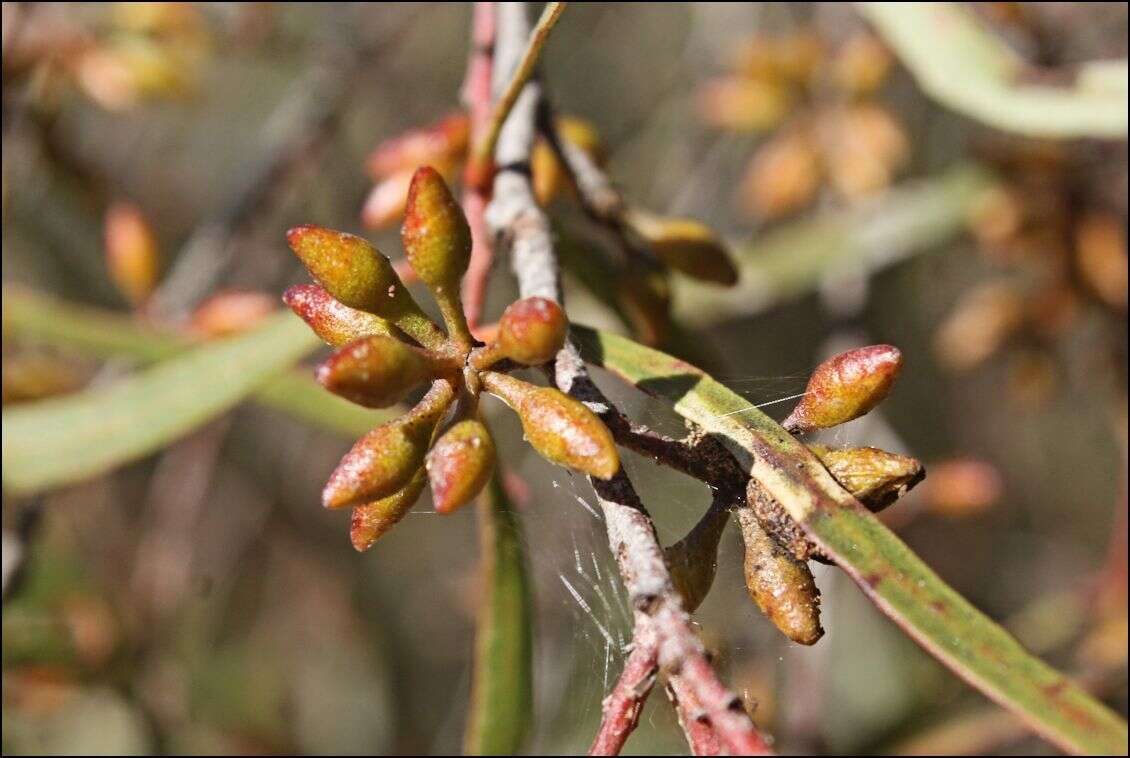 Image of Green mallee