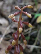 Image of Bentley's coralroot