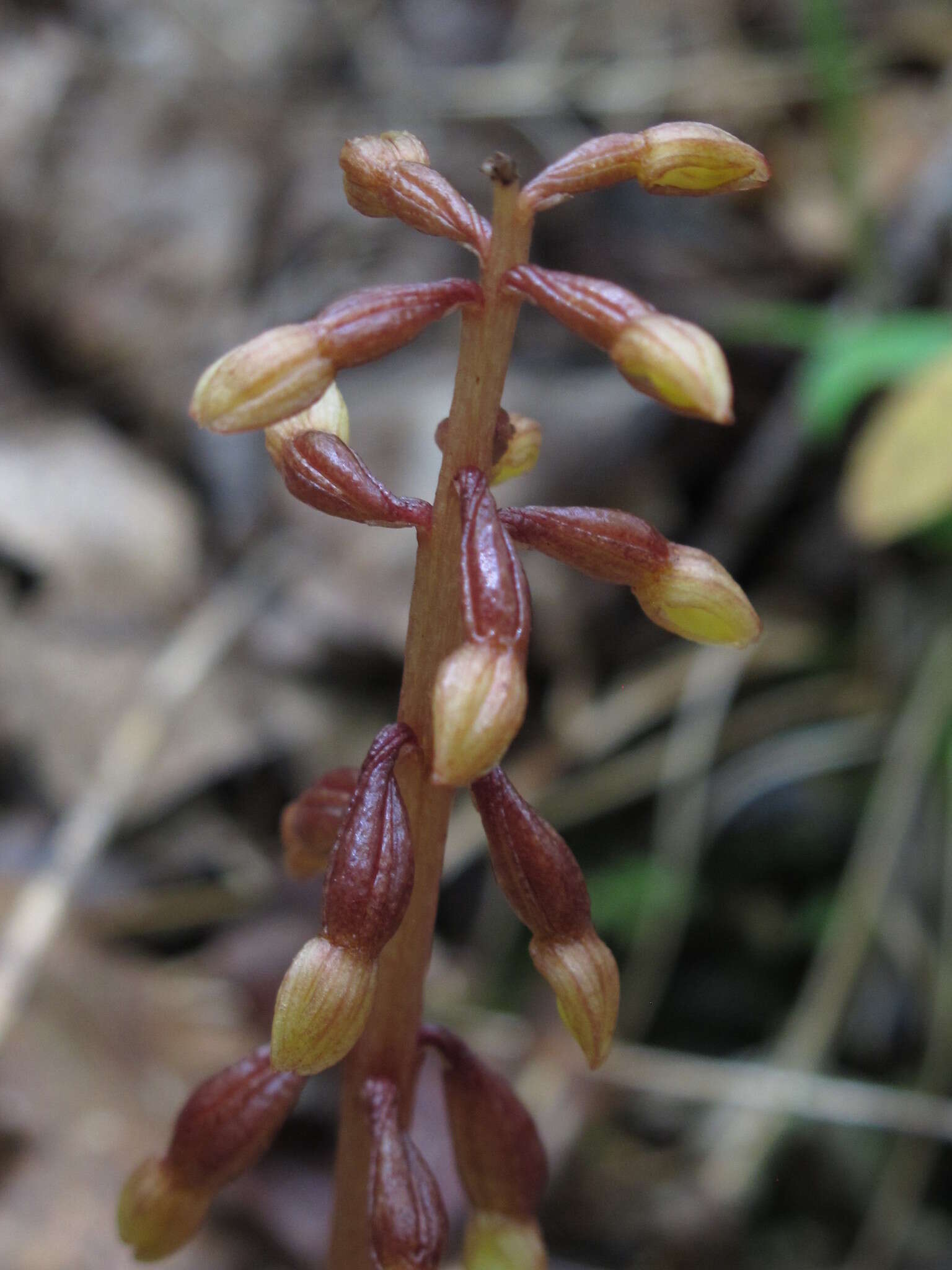 Image of Bentley's coralroot